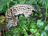 ocelot at Las Pumas rescue center